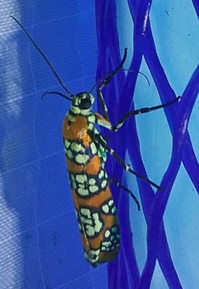 Ailanthus webworm moth