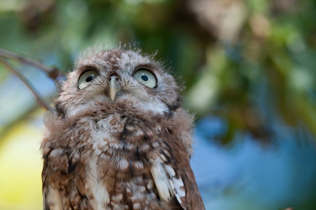 screech-owl-2